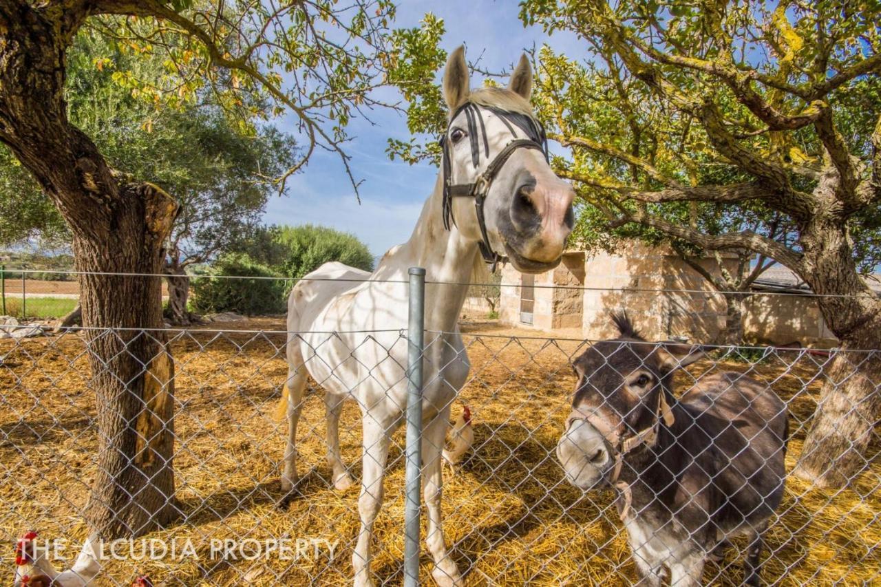 Finca Pegasus Alcúdia Eksteriør bilde
